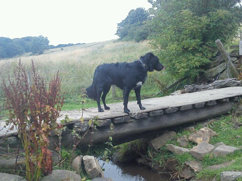 Digit exploring while walking with Michelle